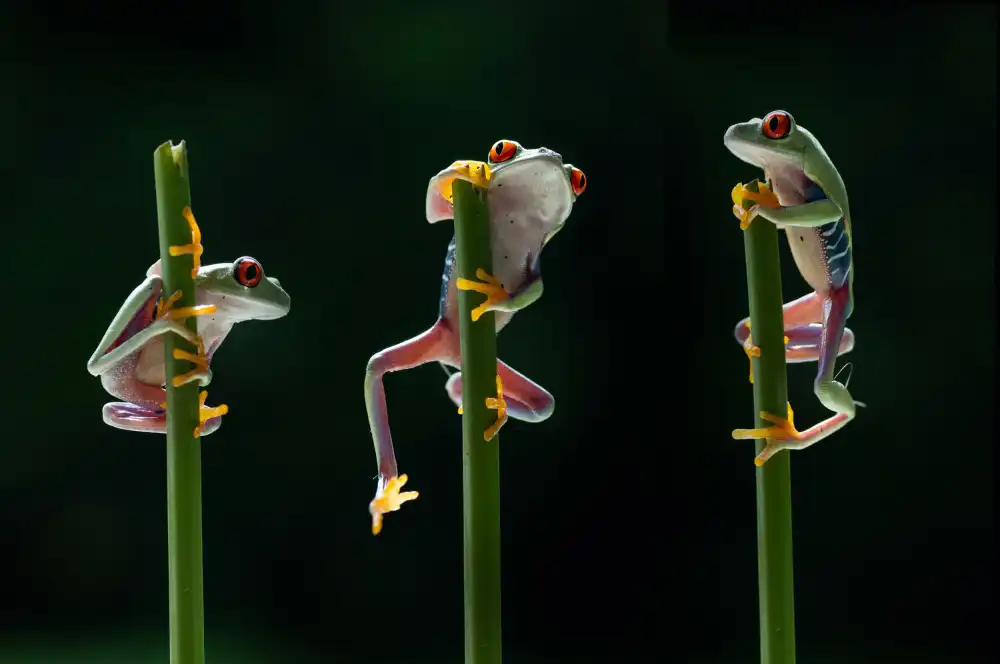 Aditya, Rawisyah: Three frogs in action