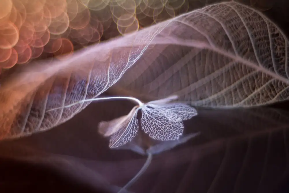 Kowatari, Shihya: Melody of Ephemeral Love