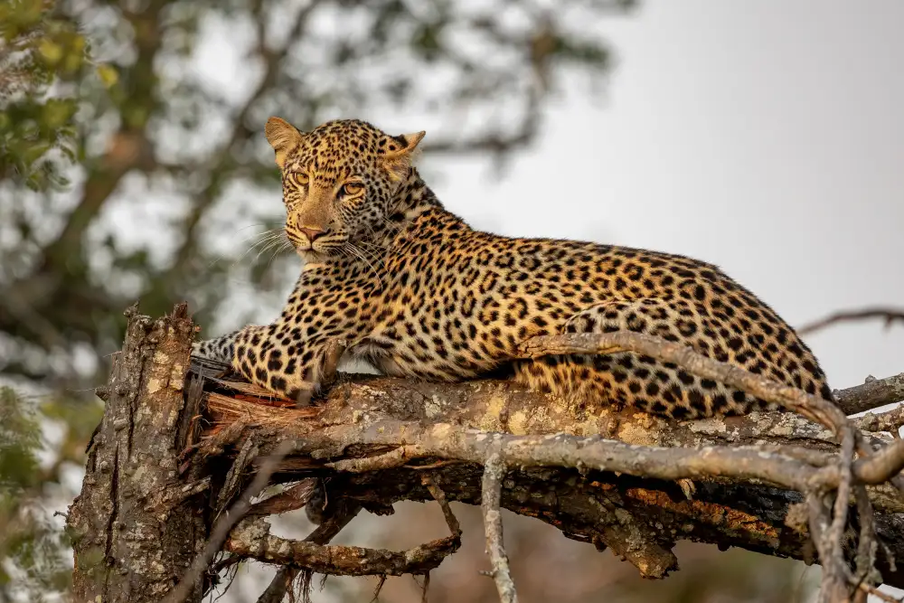 Catta, Alessandro: Junger Leopard