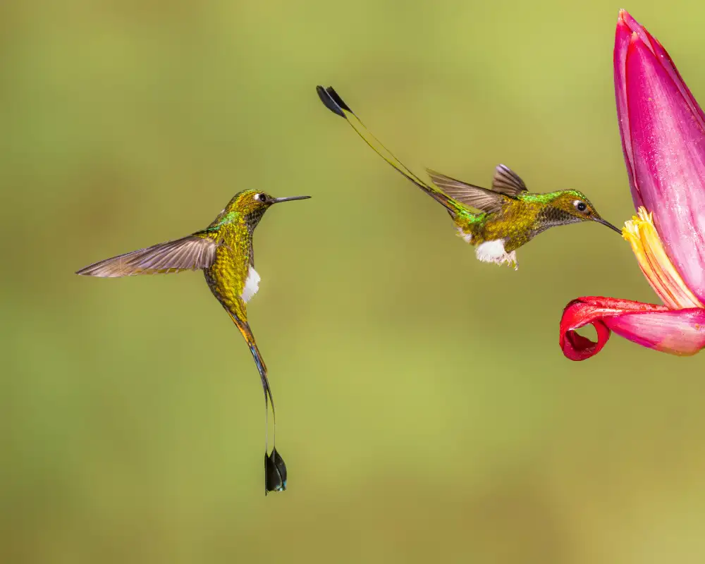 Wei, and Siyu: Esperando pacientemente