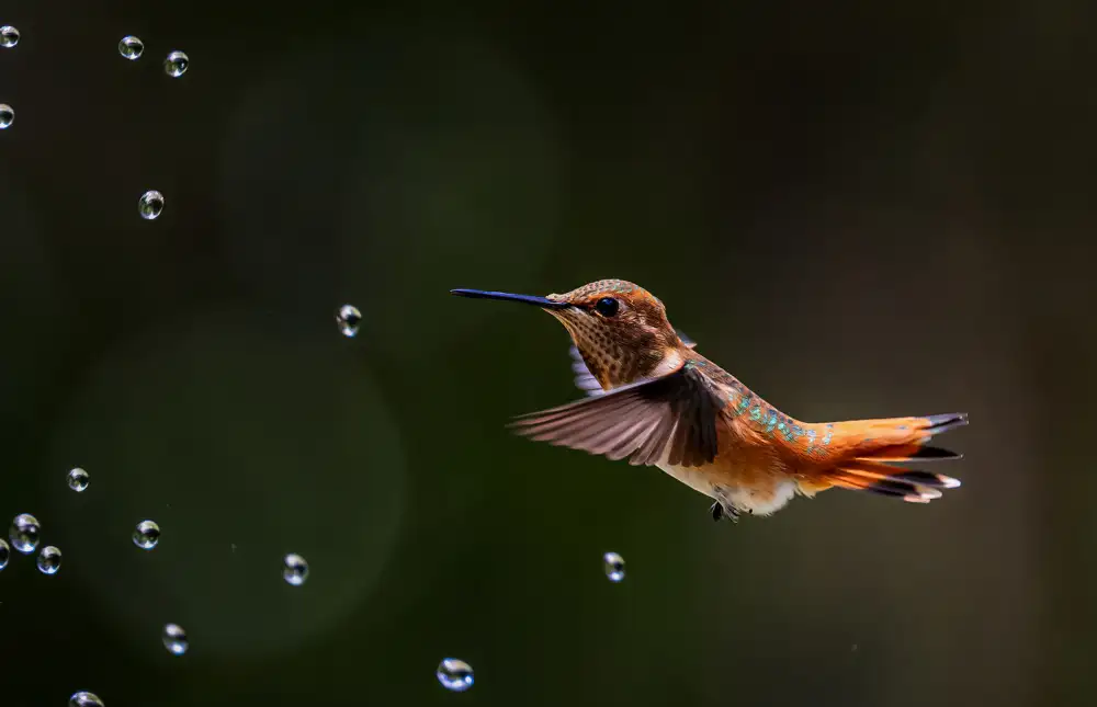 Lin, Ning: Hummingbird and Water Bubbles