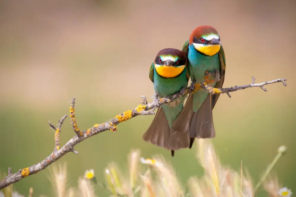 Goran, Tony: Grouchy birds!