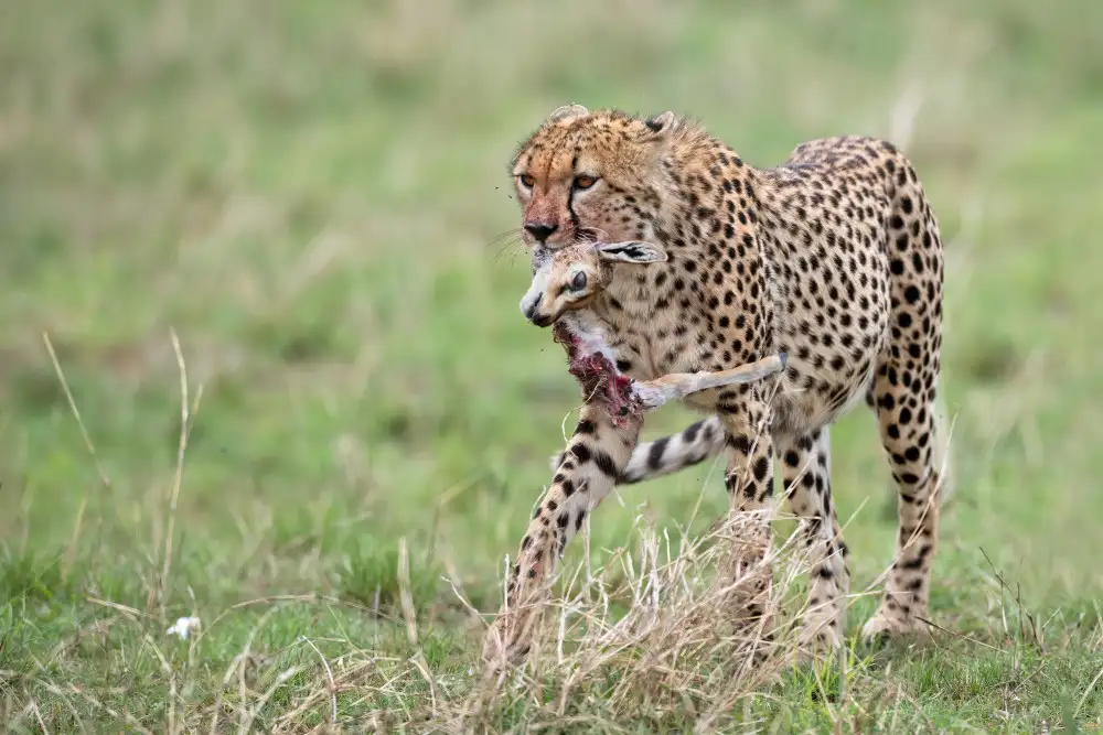 Pozzi, Marco: Hunting