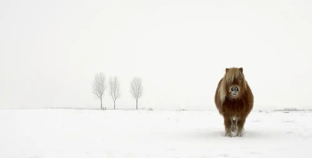 Bosch, den Gert: The cold pony