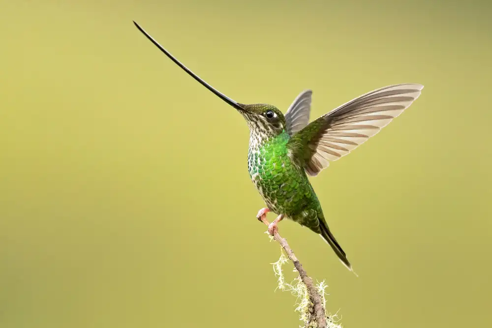 Zygmunt, Milan: Sword-billed hummingbird