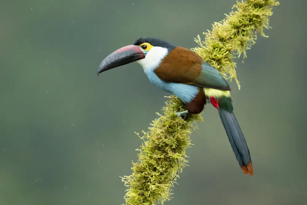 Zygmunt, Milan: Tucano di montagna dal becco nero