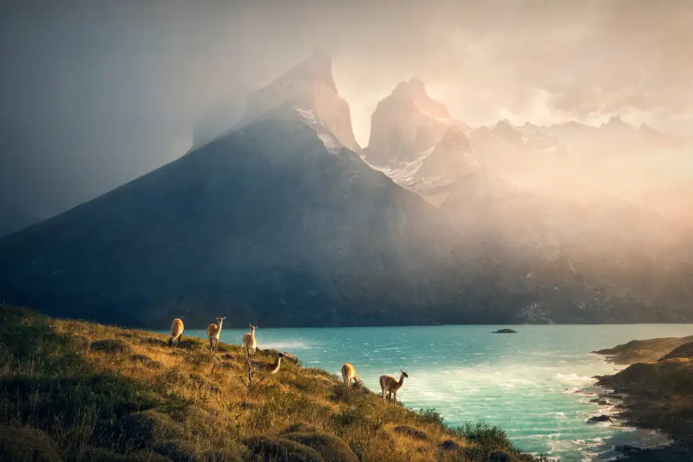 Zhang, Dennis: Alpaca a Torres de Paine