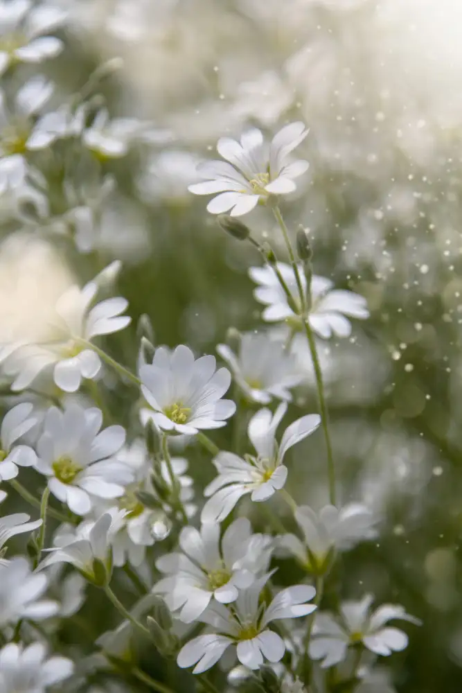 Kiral, Cicek: Gloire du printemps