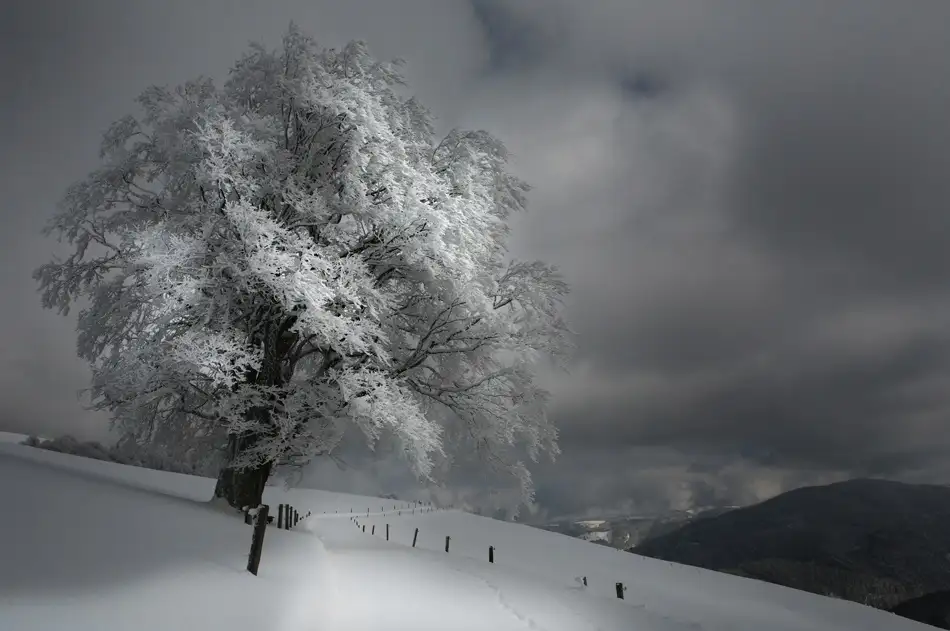 Schumacher, Nicolas: Schneeweg