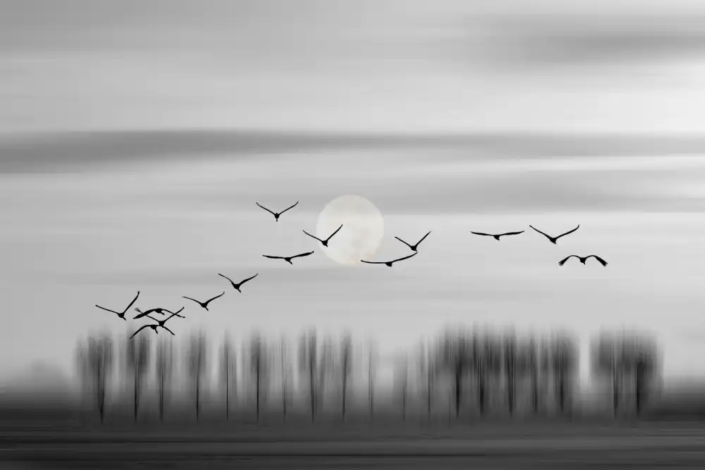Smeets, Wijers, Wilma: Flying free!