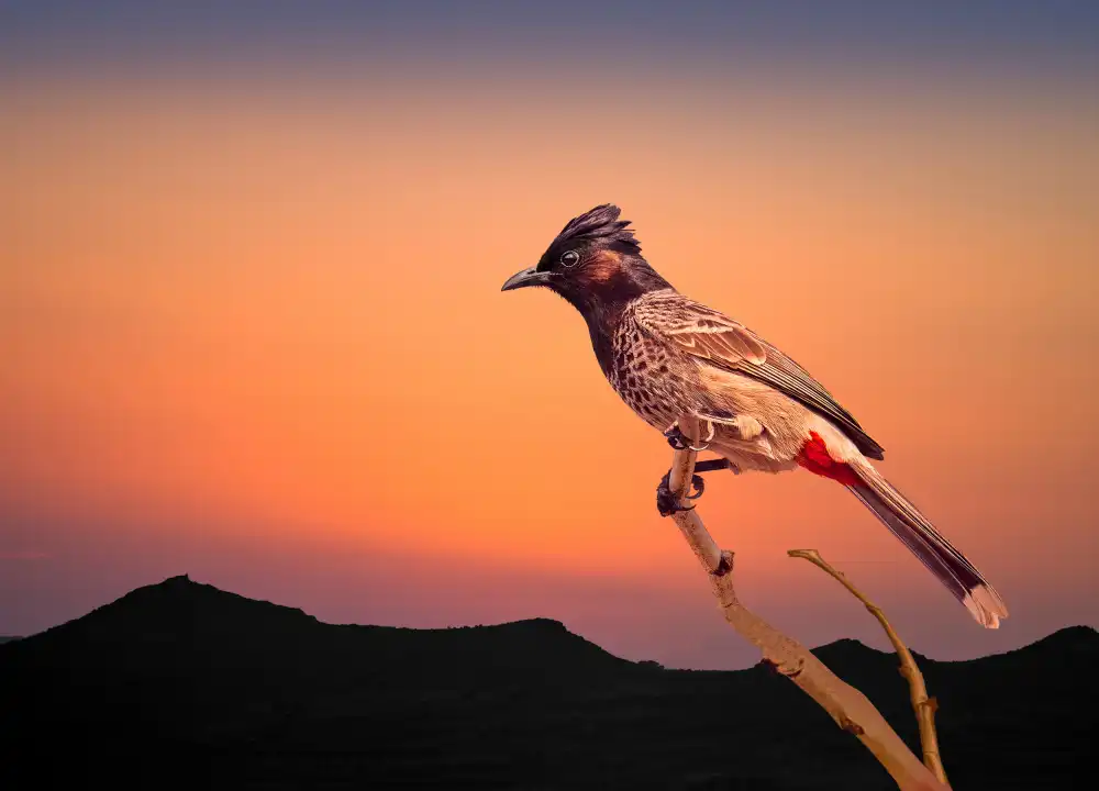 Reza, Nayyer Sayyed: Bulbul