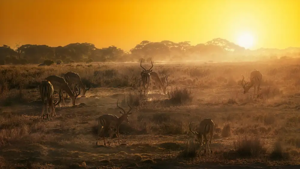 Joanaduenas: Atmósfera africana al atardecer A734493