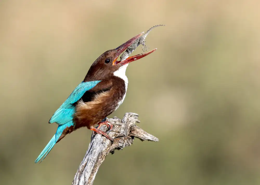 Amer, Eyal: Natura selvaggia
