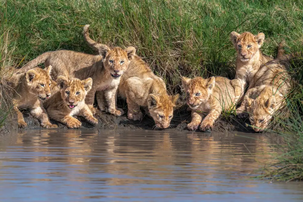 Sink, C. Jeffrey: Asilo nido per gattini