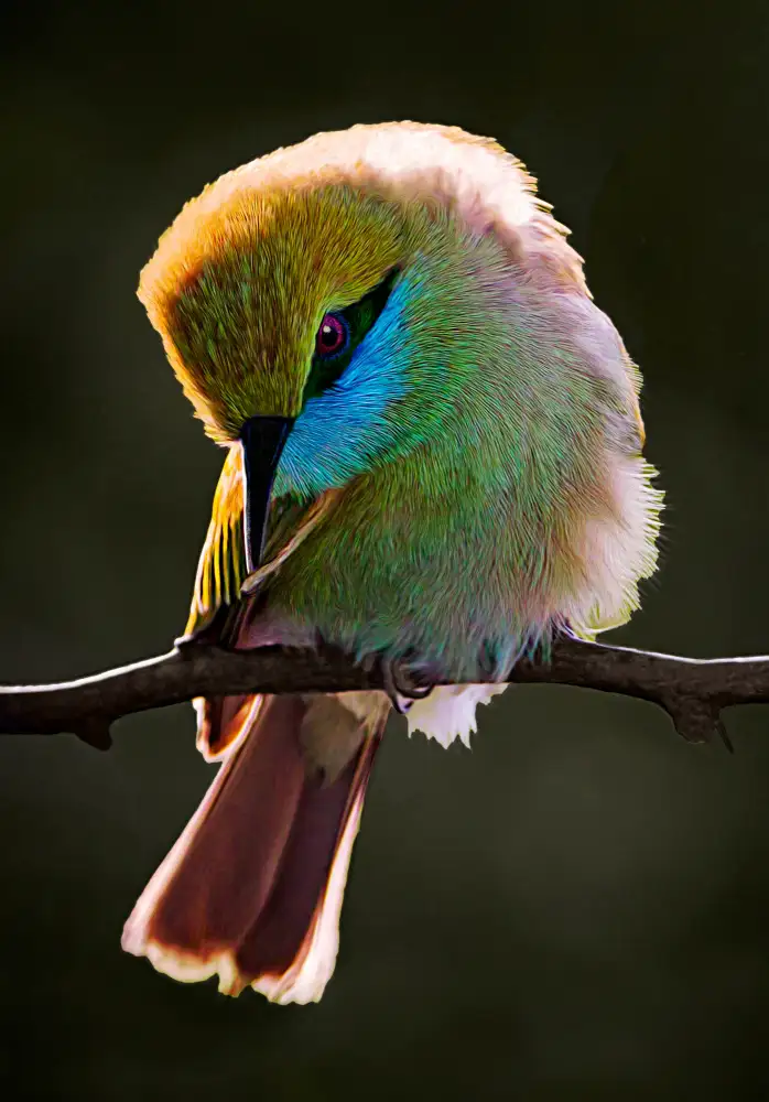 Reza, Nayyer Sayyed: Bee Eater..