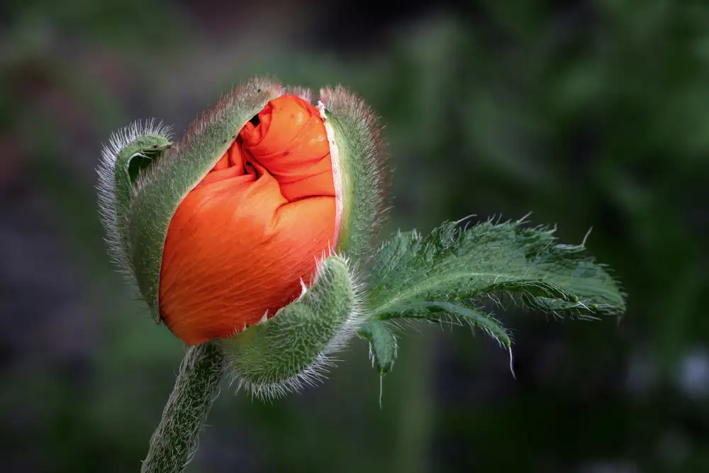 Zimmermann, Urs: papaver orientale