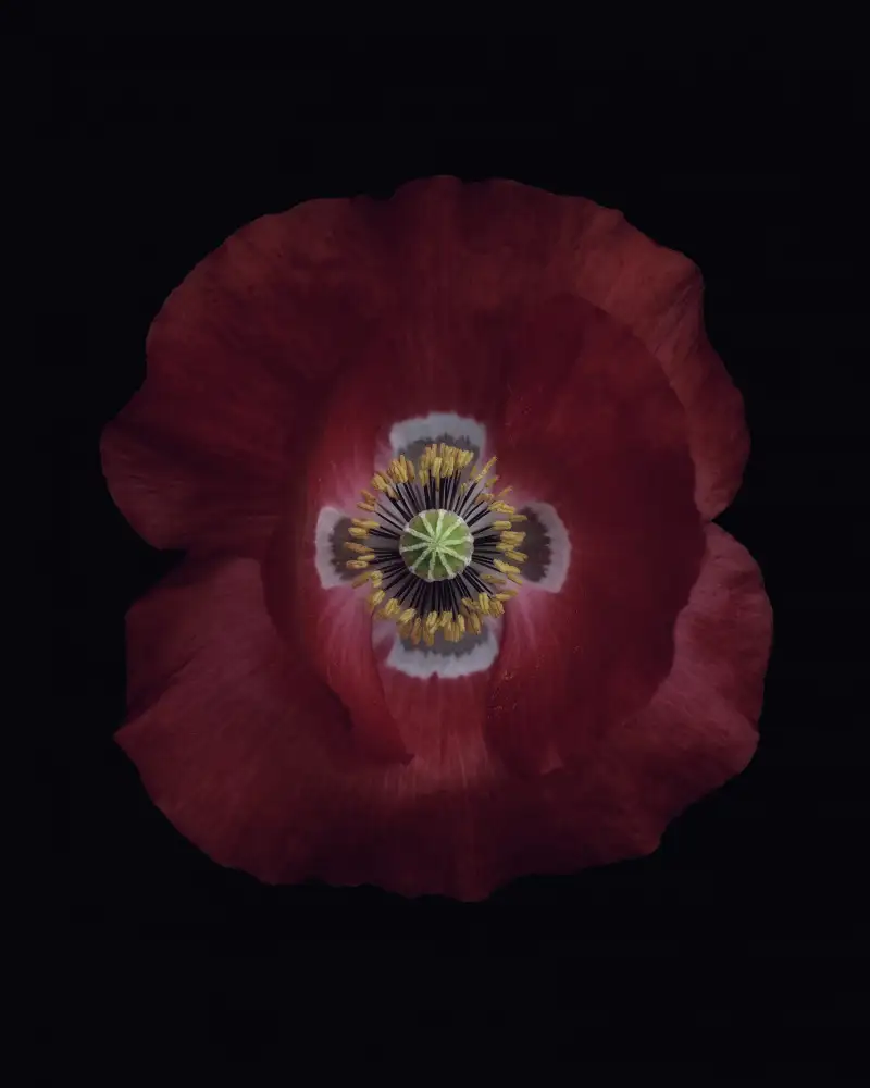 Grønkjær, Lotte: Red poppy