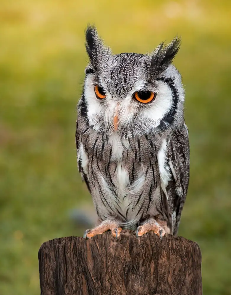 Philippe, Laruelle: Owl