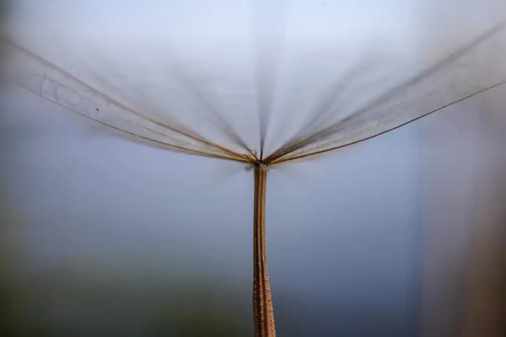 Jabry, Dehdaran Hassan: Pissenlit
