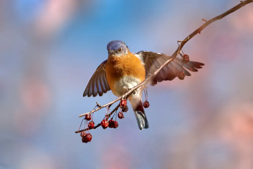 Xu, Jian: ÖSTLICHER BLAUVOGEL