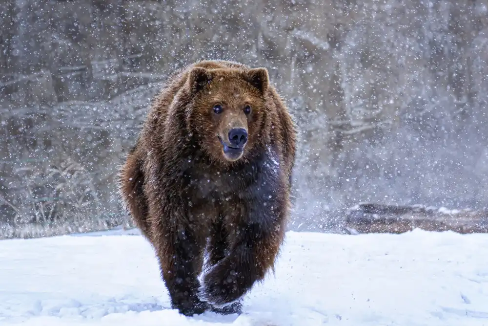 Tang, D. Lisa: Trott in snow