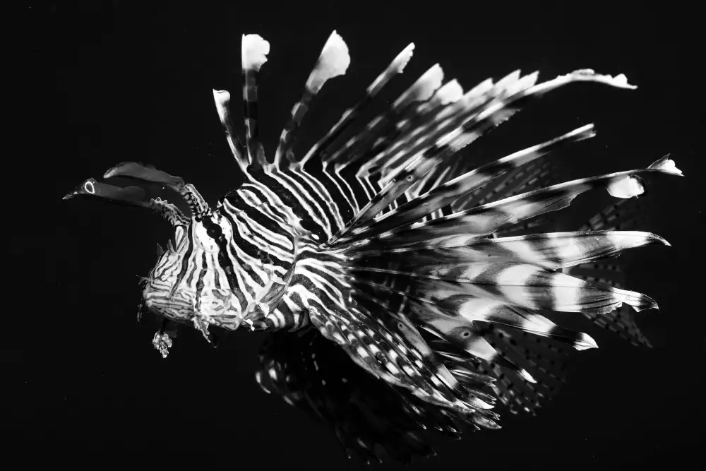 Melesan, Serge: Lion fish