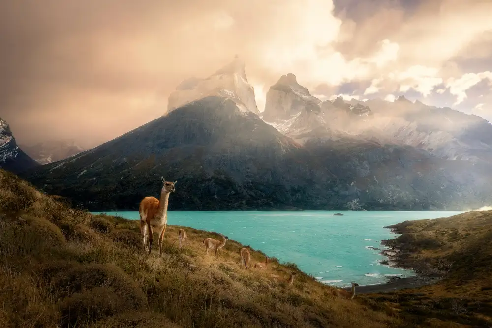 Zhang, Dennis: Alpaca a Torres del Paine II
