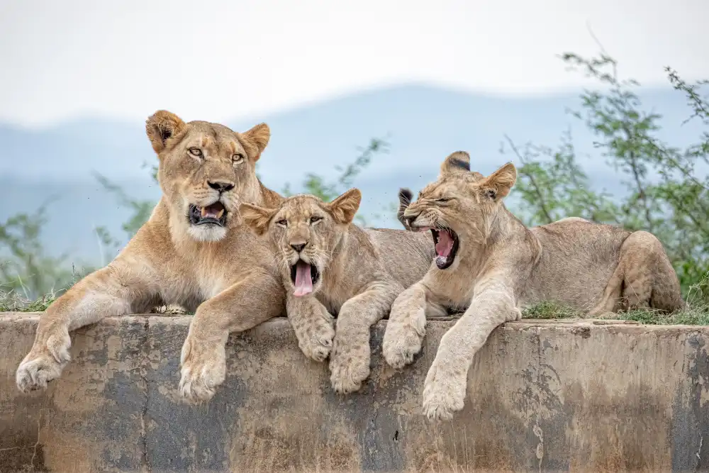 Catta, Alessandro: Tired Cubs