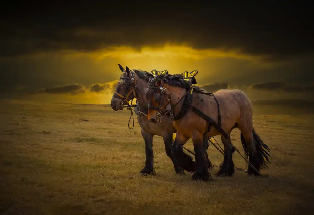 Philippe, Laruelle: Horse III