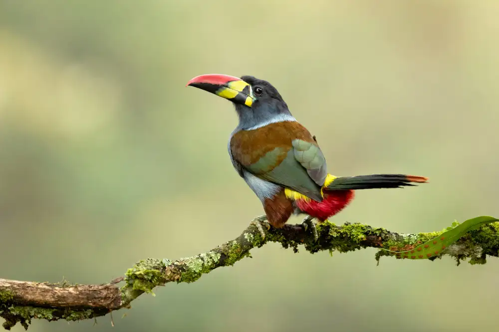 Zygmunt, Milan: Grey-breasted mountain toucan