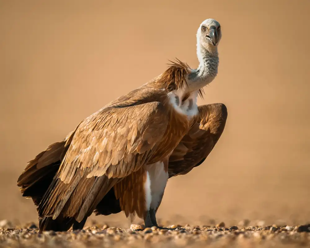 Sobhi, Ahmed: Griffon Vulture