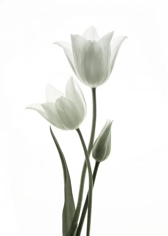Wang, Ada: Tulips
