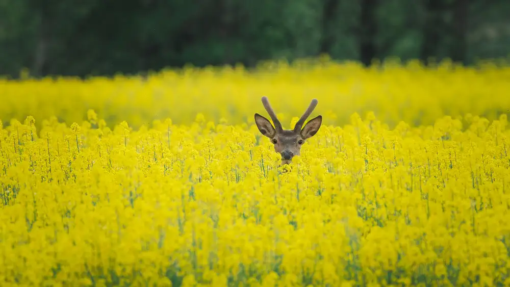 Stopczynski, Damian: Red deer