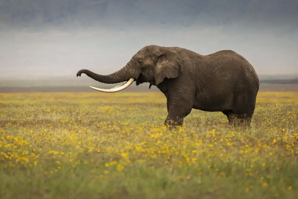 Mirica, Dan: Elephant during safari