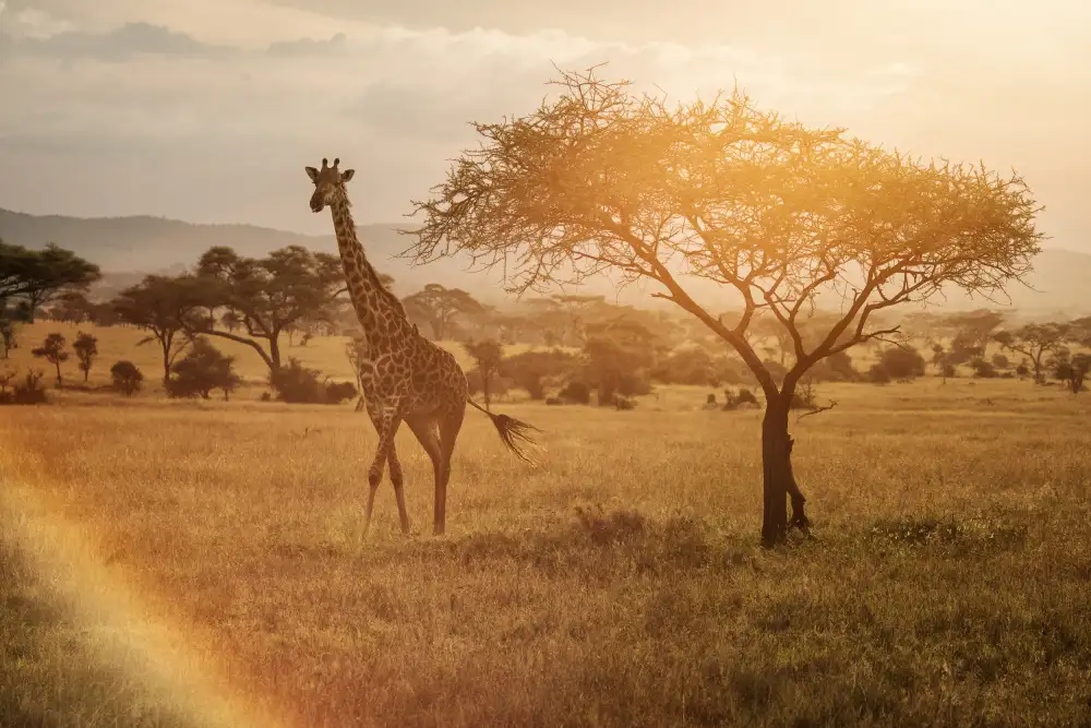 Mirica, Dan: Giraffe