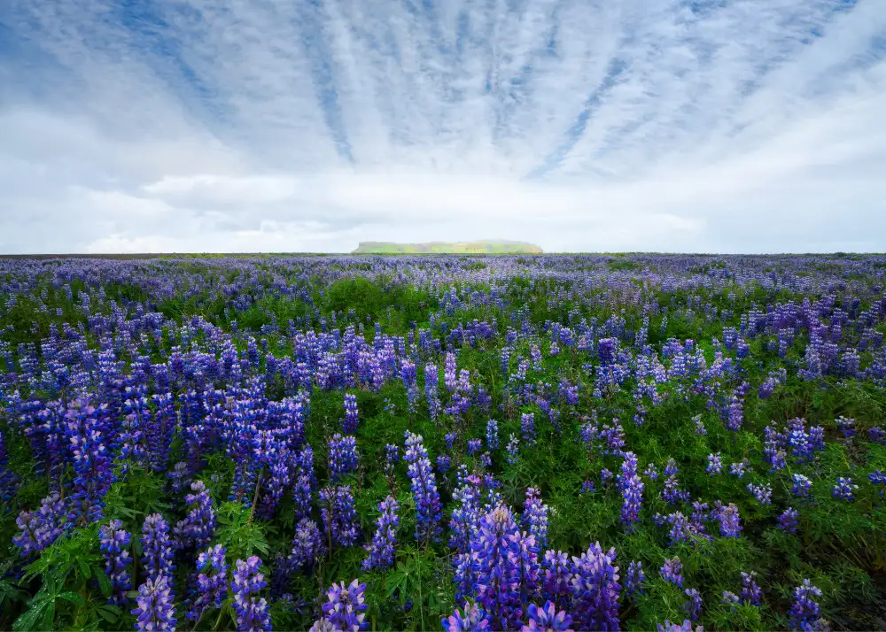 Fan, John: Champ de Lupins