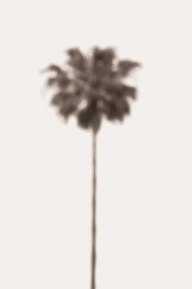 Studio, Pictufy: Palme floue