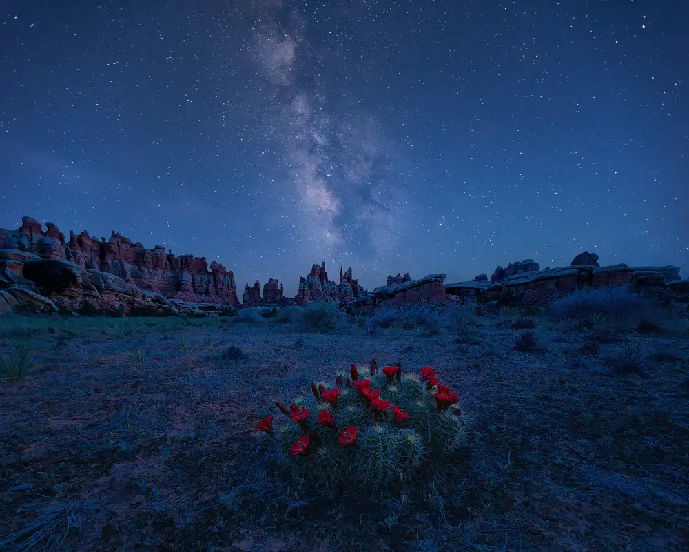 Xu, Mei: Milky Way over Blooming Cactus in Needles District