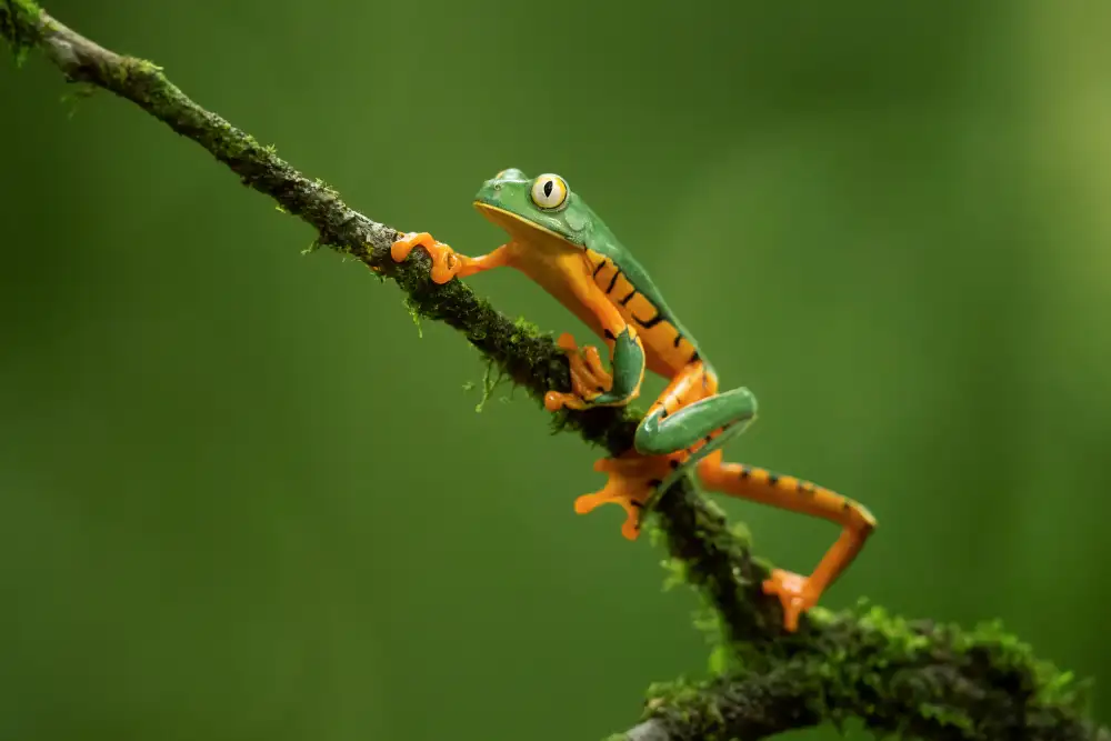 Zygmunt, Milan: Splendid Leaf Frog