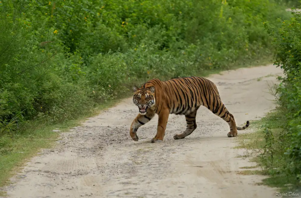 Dhesi, Rajat: Get out of my forest !!