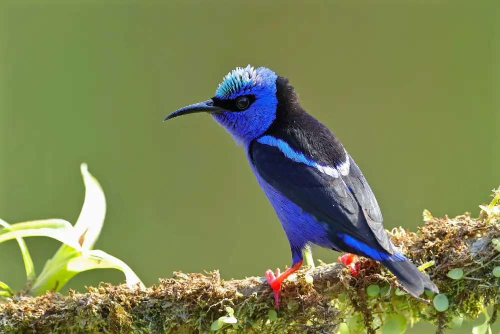 Lam, Gavin: Honeycreeper dalle zampe rosse