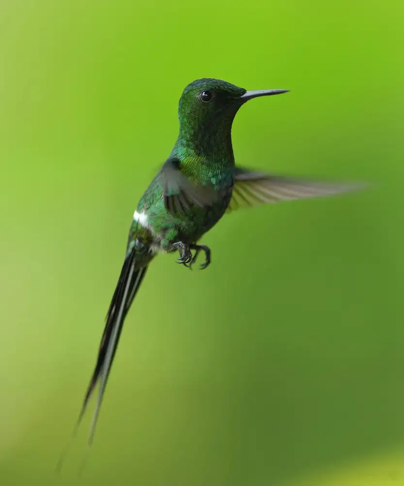 Lam, Gavin: Spina verde