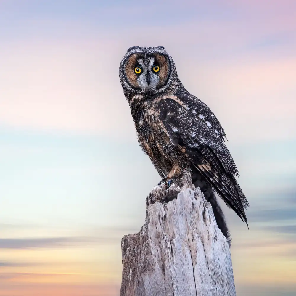 (吉星高照), Taksing: Hibou des marais