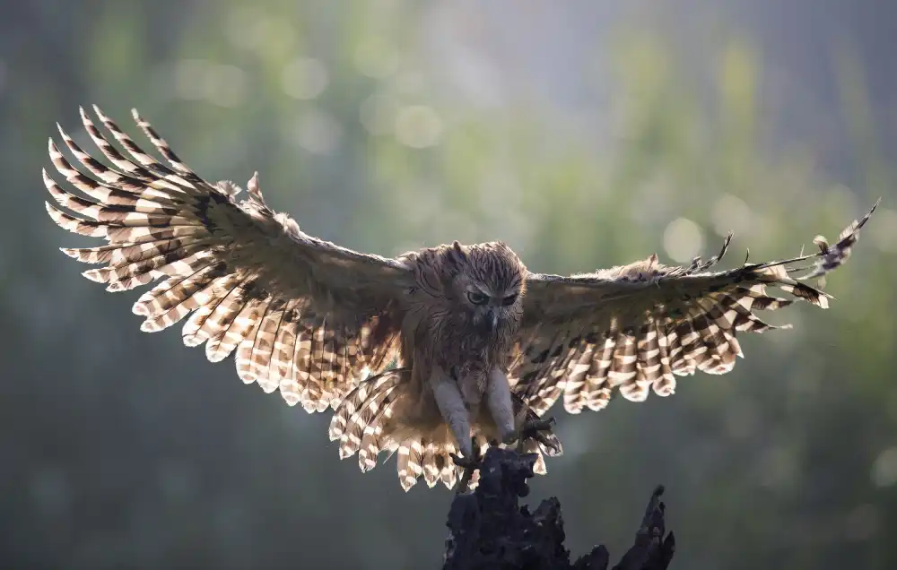 Tjandra, C.S.: Owl