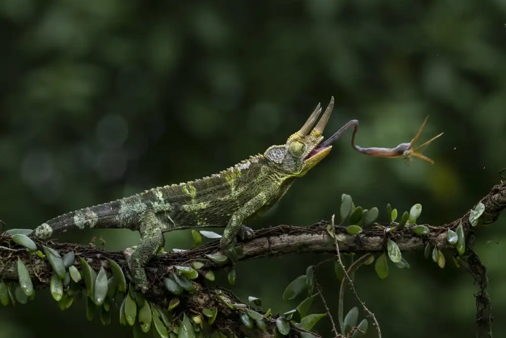 Setiadi, Ajar: Habe die Libelle