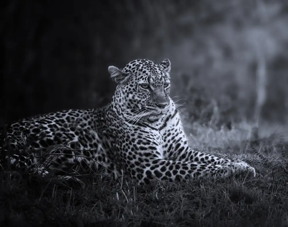 Joanaduenas: Pantera Pardus o leopardo 2 7R47463BN