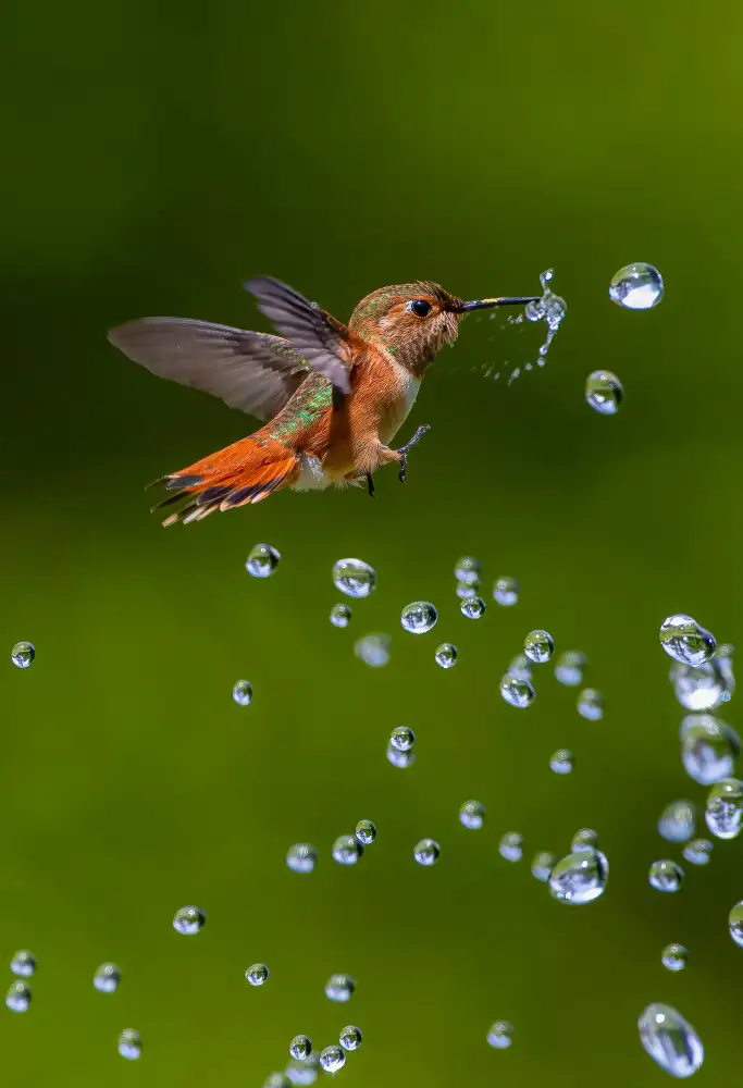Huang, Johnson: colibrì