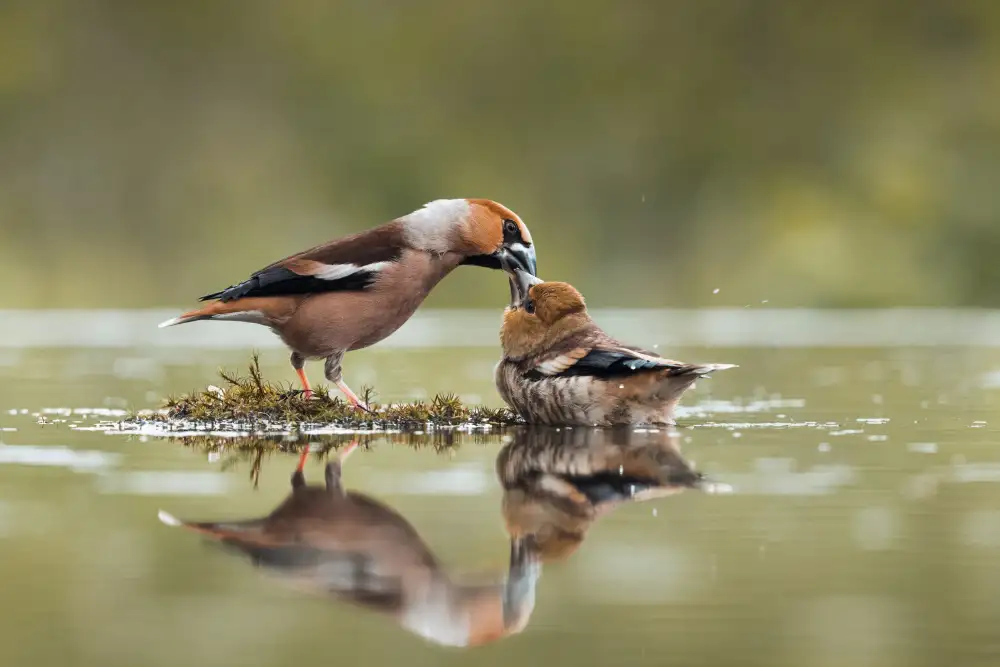 Horst, ter Gert: Feeding time