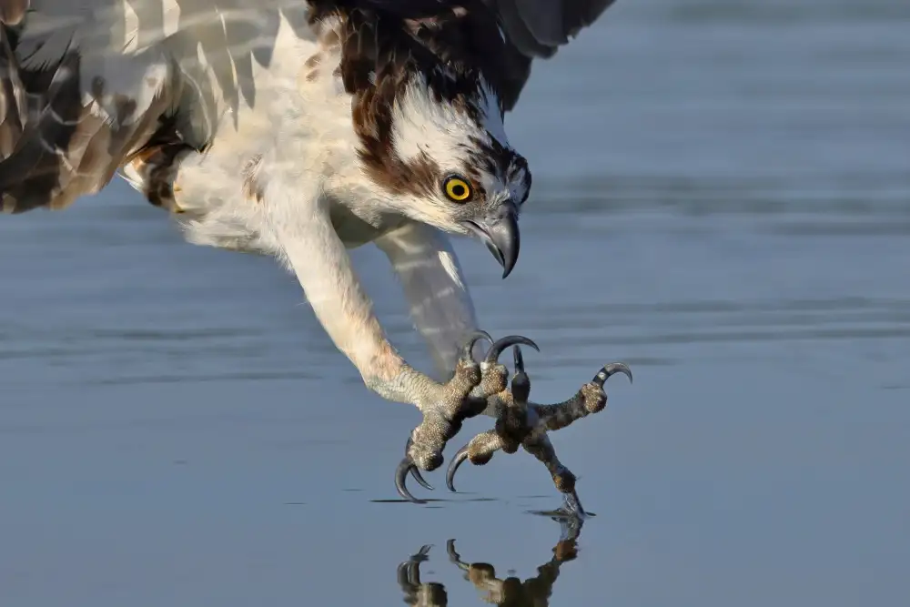 Lam, Gavin: Falco pescatore nella caccia