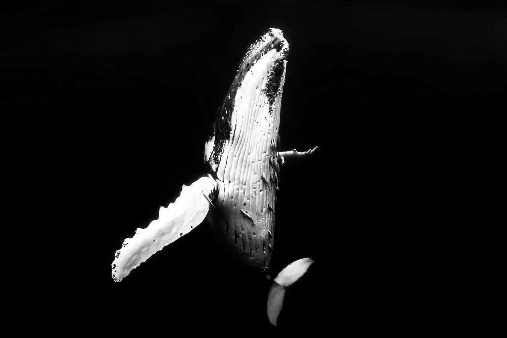 Melesan, Serge: Whale season